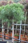 Pinus pinea co 25l, 130/150 cm, 1/2 fusto - Пинус Пинеа средиземноморски бор