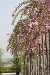 Prunus serr. Kiku Shidare co 28l, stam 220 cm - Плачеща японска вишна Кику Шидаре