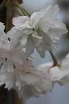 Prunus serr. Shimidsu co 14l, над 170 см - Японска вишна Шимидсу