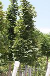 Acer platanoides co 45l, 300/350 см - Ацер Платаноидес Шестил (Млечен явор)