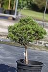 Pinus nigra Brepo co 9l -Пинус Брепо Черен бор Бонзай