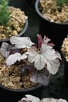 Heucherella Plum Cascade co 1l - Хойхерела Каскада от Сливи