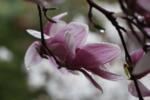 Magnolia soulangeana Superba co 2l - Магнолия