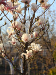 Magnolia soulangeana Superba - Магнолия