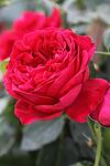 Rosa climbing Red Eden Rose co 5l - Роза Катерлива Червен Еден Росе