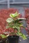 Aucuba jap. Crotonifolia co 1.5l - Аукуба японика Кротонифолия
