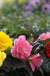 Begonia tub. Nonstop Deep Rose co 1l - Бегония Кавалер и Дама Розова, с червен лист