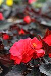 Begonia tub. Nonstop® Mocca Scarlet co 1l - Бегония Кавалер и Дама Червена, с червен лист