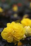 Begonia tub. Nonstop® Mocca Yellow co 1l - Бегония Кавалер и Дама Жълта, с червен лист