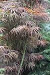 Acer palm. Pygmy co 10l, 100/120 cm - Ацер палматум Японски клен Пигмей