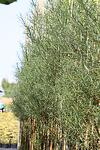 Salix elaeagnos Angustifolia co 5l, 150 см - Саликс Върба Маслинова