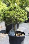 Pinus nigra Bambino co 14l, 40/50 cm bonsai - Пинус Черен джуджест Бор Бамбино