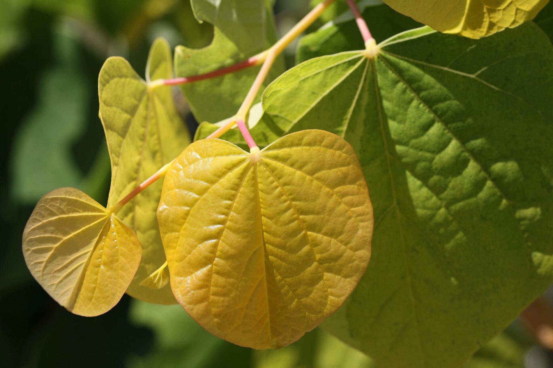 Cercise Rising Sun Cercis canadensis The Rising Sun co 7.5l - Церцис Рожков Изгряващото слънце