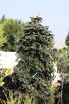 Abies Numidica co 180l, 180 / 200 cm, Bonsai tree - Аниес