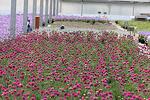 Armeria maritima Splendens co 1l - Армерия Лъжниче розово