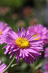 Aster alpinus Happy End co 1l - Планинска розова маргарита