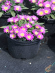 Delosperma sutherlandii co 1l - Делосперма Розова