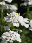 Iberis sempervirens Appen- Etz co 1l - Иберис Апенс Етс