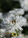 Leucanthemum superbum Laspider - Маргаритка
