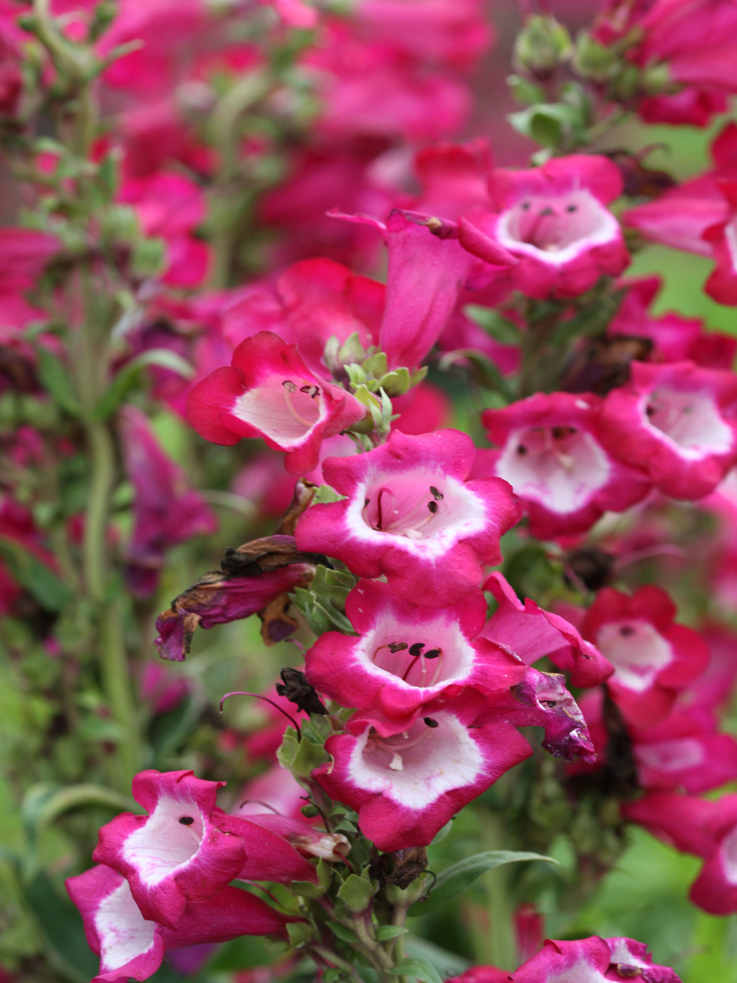 Penstemon polaris Magenta - Пенстемон