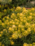 Sedum acre Aurea - Седум