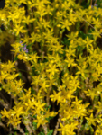 Sedum sexangulare Bright Yellow - Седум