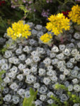 Sedum spathulifolium Cape Blanco - Седум