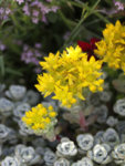 Sedum spathulifolium Cape Blanco - Седум