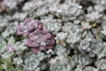 Sedum spathulifolium Cape Blanco - Седум