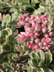 Sedum spurium Tricolore co 1l - Седум трикольор