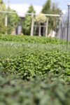 Mentha piperita citata Chocolate Mint - Мента