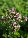Origanum vulgare Compactum - Риган