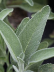 Salvia officinalis - Салвия