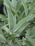 Salvia officinalis pot 10.5 - Салвия Био