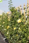 Rosa Climbing Yellow - Увивна роза