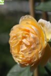 Rosa Climbing Yellow - Увивна роза