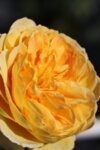 Rosa climbing Yellow - Увивна роза