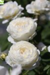 Rosa climbing White co 5l - Роза катерлива Бяла