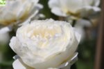 Rosa Climbing White - Увивна роза