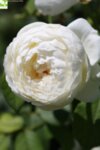 Rosa Climbing White - Увивна роза