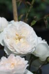 Rosa climbing White - Увивна роза