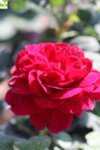 Rosa climbing Red - Роза катерлива червена