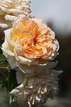 Rosa climbing Orange co 5l  - Роза kатерлива Оранжева