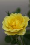 Rosa mini Yellow co 1.5l - Мини роза Жълта