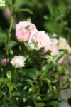 Rosa mini Pink co 1.5l - Роза Мини  розова
