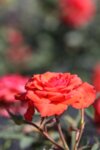 Rosa Heidesinfonie - Мини роза