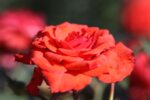 Rosa Heidesinfonie - Мини роза