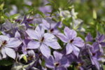 Clematis Skyfall