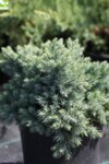 Juniperus squamata Blue Star co 1l - Хвойна синята звезда