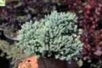Juniperus squamata Blue Star - Юниперус